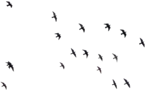 Morloth88 765 349 Birds 08 - Qutb Minar (400x304)