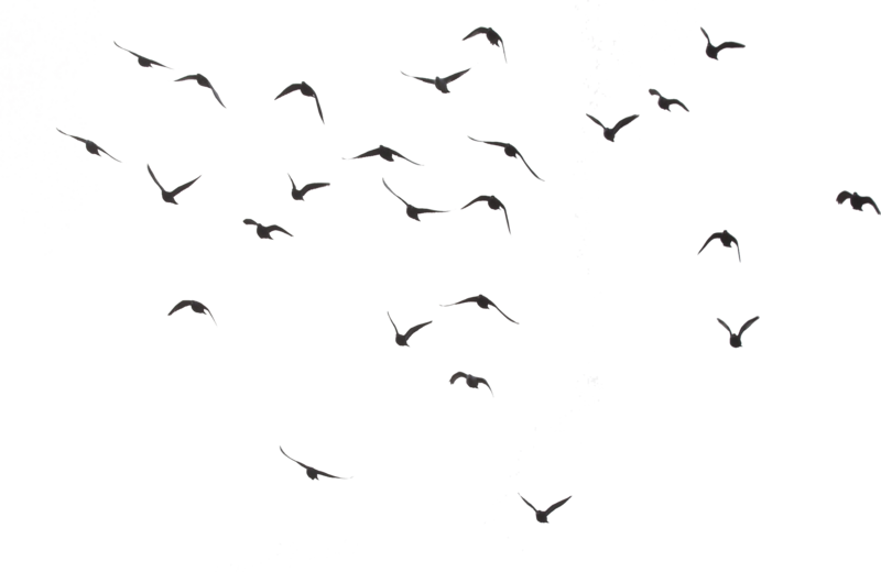 Flock 'o Birds Precut Png By Fictionchick - Bird Png (800x520)