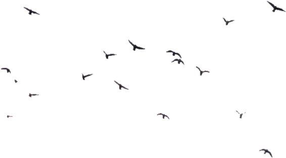 Selunia 491 228 Birds 07 - Flock (880x592)