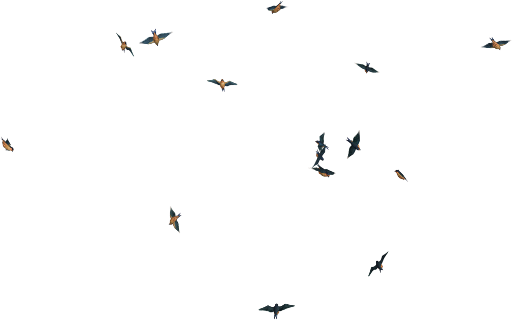 Flying Birds 02 Png Stock By Roy3d - Birds White Background (1024x768)