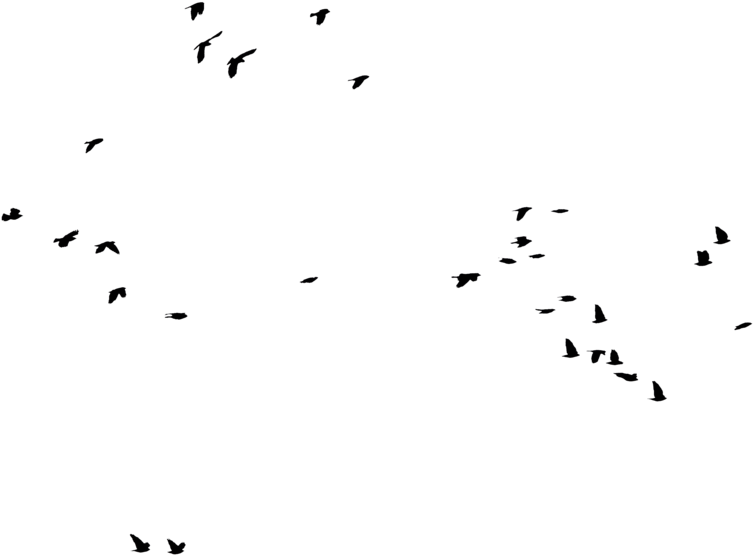 Bird Silhouette By Frankandcarystock - Silhouette (1024x683)