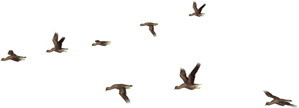 More Like Flying Birds 07 Png Stock By Roys-art - Flying Birds Png File (1024x768)