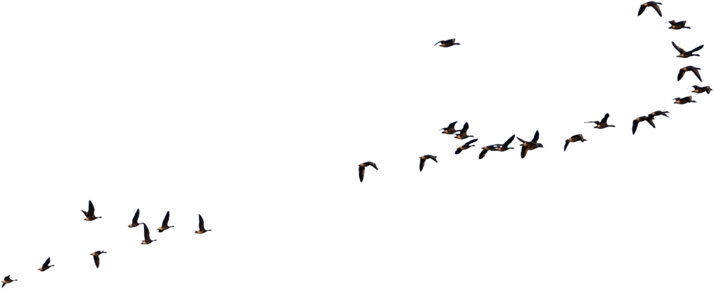 Wild Geese Flying - Birds Fly Png (1024x424)
