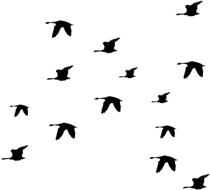 Blackbird Clipart Single Bird Pencil And In Color Blackbird - Flying Birds Silhouette Gif (823x732)