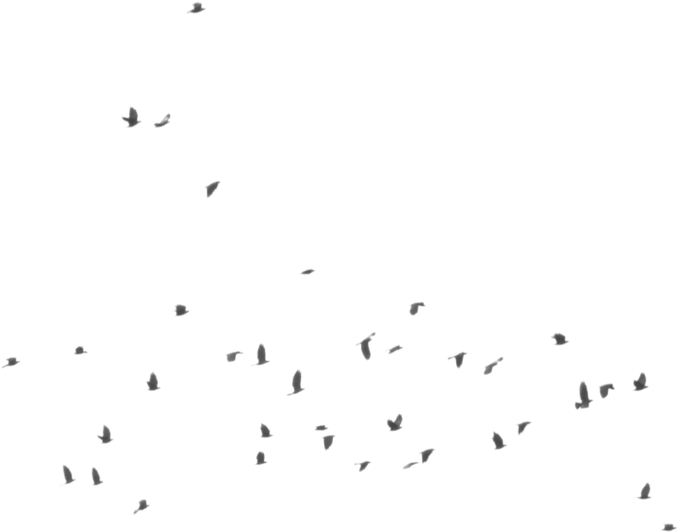 Flying Crow Silhouette Png - Flock (1001x797)