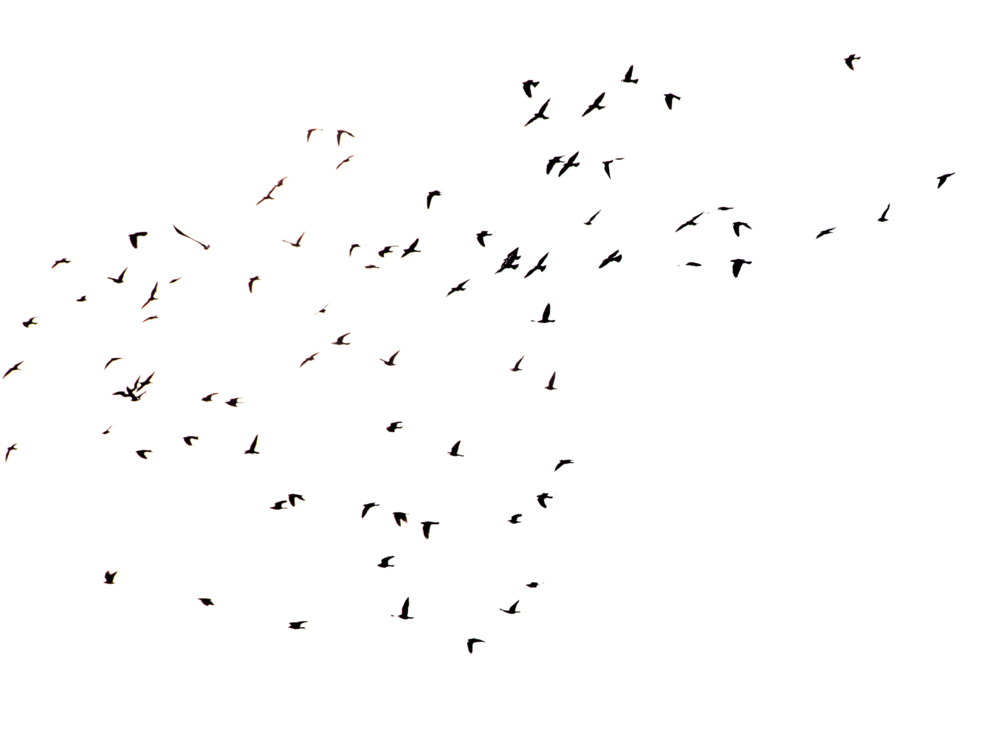 Crows 1 Png Cutout - Flock (1068x748)