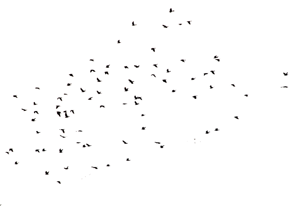 Crows 2 Png Cutout - Flock (1068x748)