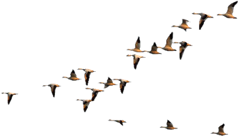 Flying Crows Png Birds Flying Ii By Geosammy On Deviantart - Geese Flying In Formation (440x290)