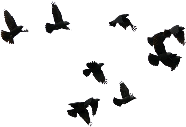 Jackdaw - Jackdaws By Frank (1024x683)