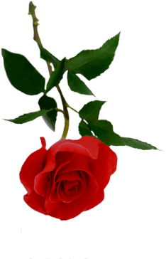 Rose Clipart Png Tumblr - Blackpink (500x494)