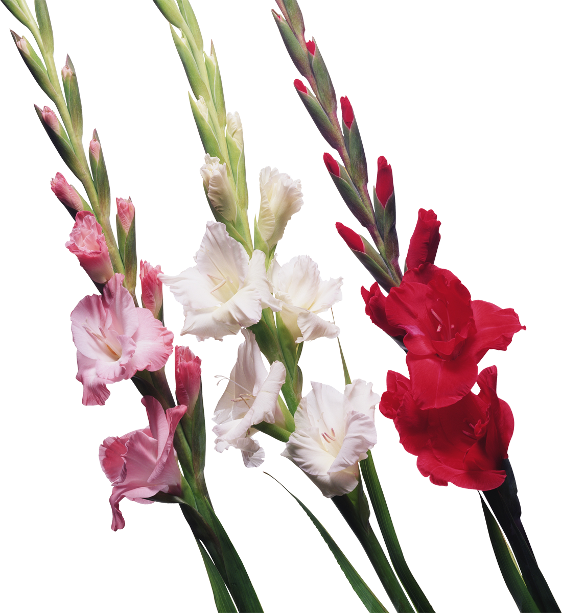 Gladiolus Display Resolution Clip Art - Gladiolus Display Resolution Clip Art (1100x1200)