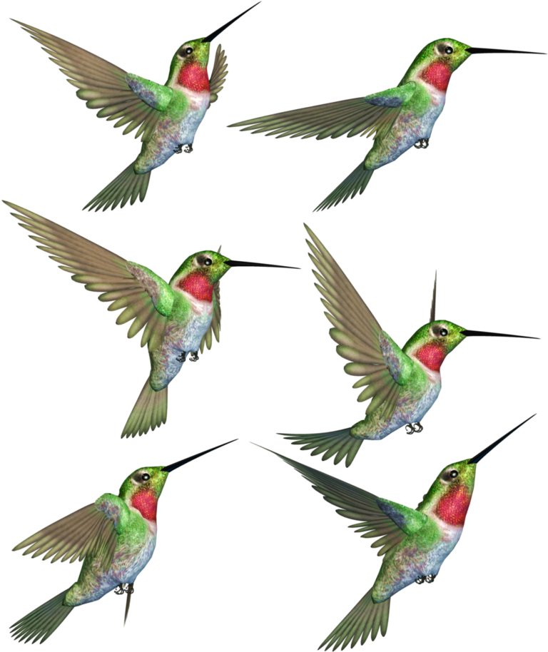 Humming Birds-1 Png Stock By Roy3d - Hummingbird (813x983)