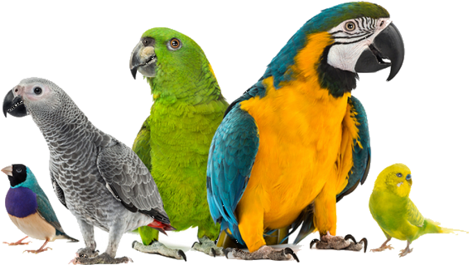 Exotic Bird Hospital Blog - Pet Birds White Background (1200x624)