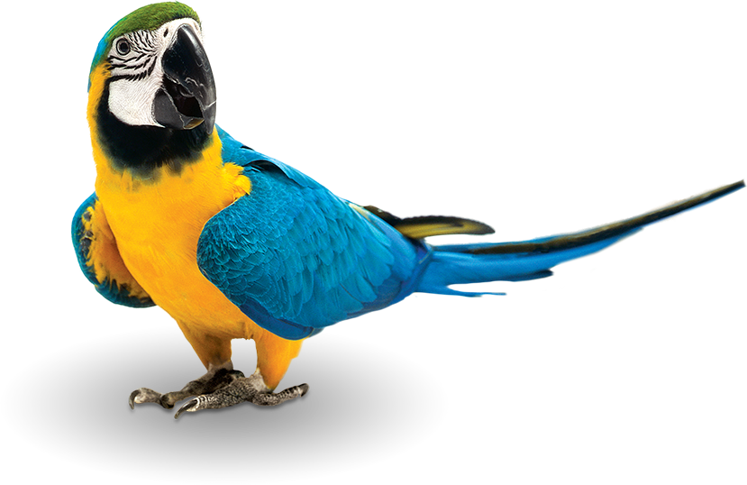 At Zupreem®, We Believe Feeding Pet Birds At Least - Zupreem Fruitblend Flavor Large Parrot Bird Food 35-lb (829x538)