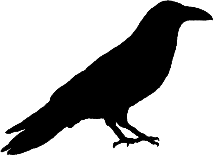 American Crow Rook New Caledonian Crow Common Raven - American Crow Rook New Caledonian Crow Common Raven (1024x1024)