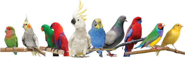 Veterinary Advice Should Always Be Sought Immediately - Mix Birds (650x256)
