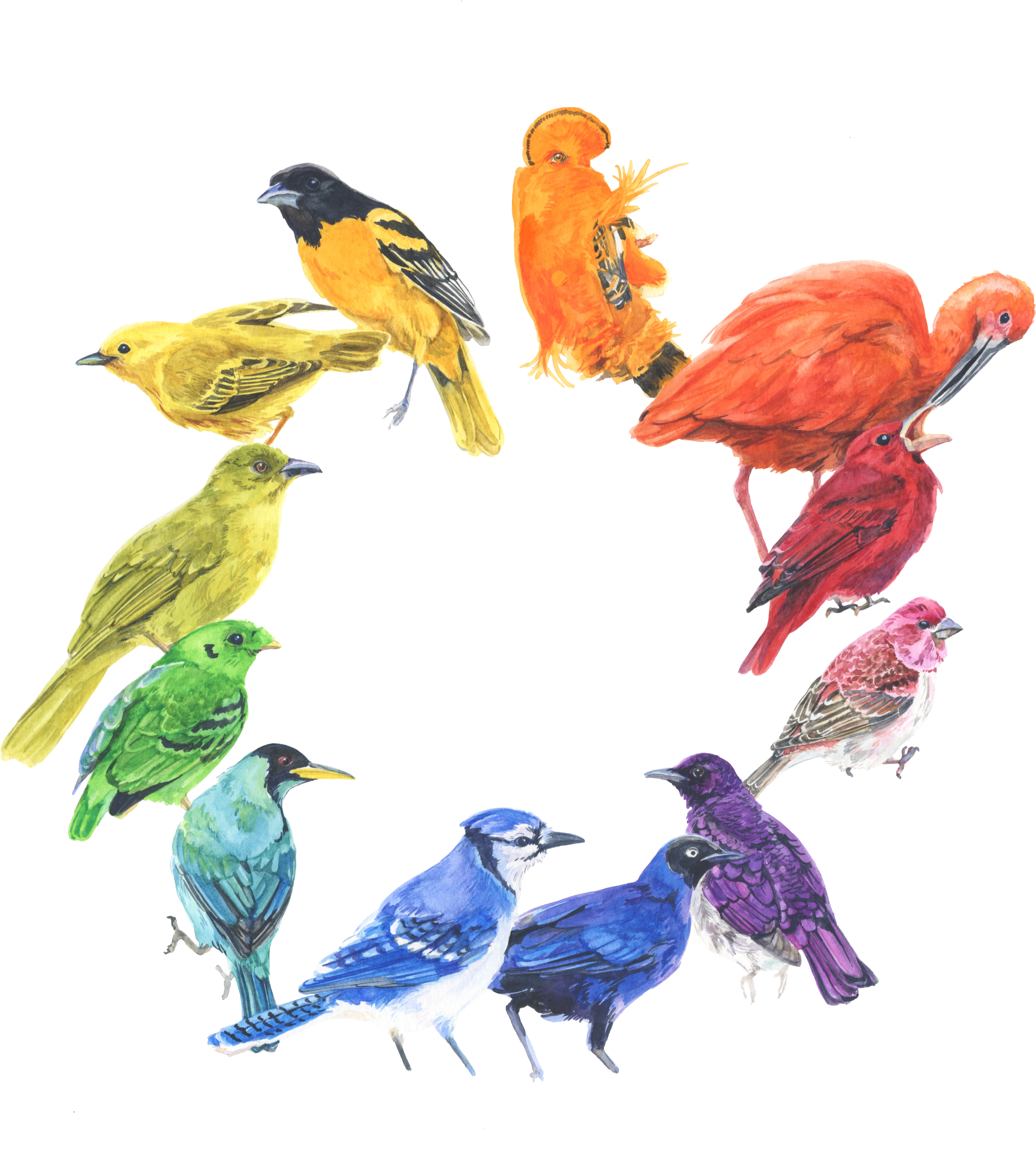 Bird Colour Wheel Nbgcrop - Color Wheel (4650x4909)