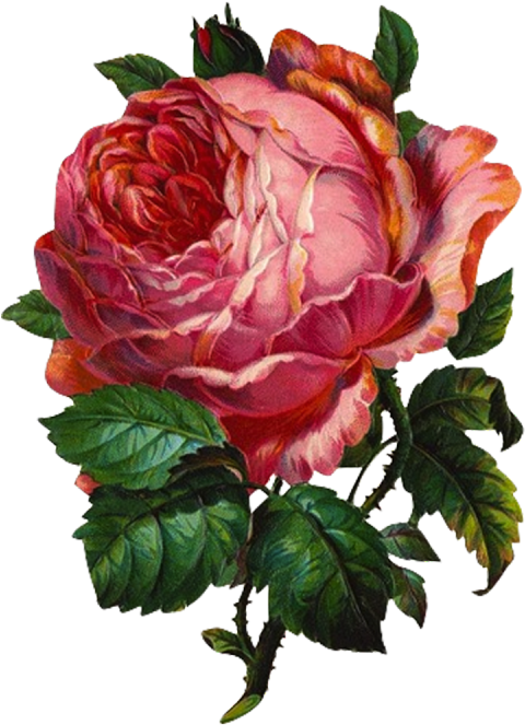 It's Always Like Opening A Gift When I Find Free Vintage - Vintage Rose Clipart (500x686)