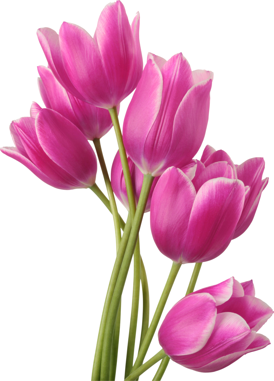Tulip Flower Bouquet Clip Art - Tulip Flower Bouquet Clip Art (922x1280)