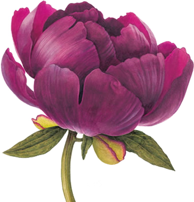 Peony Buckeye Belle - Peonies Botanical Illustration (800x800)
