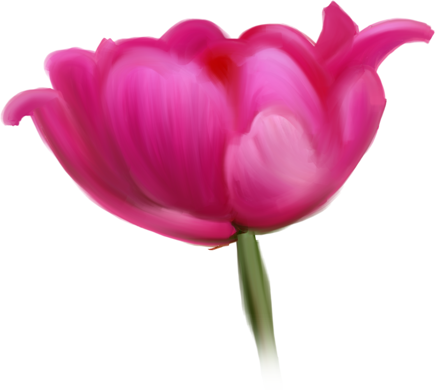 Tulip Cut Flowers Raster Graphics Clip Art - Tulip Cut Flowers Raster Graphics Clip Art (1493x1338)
