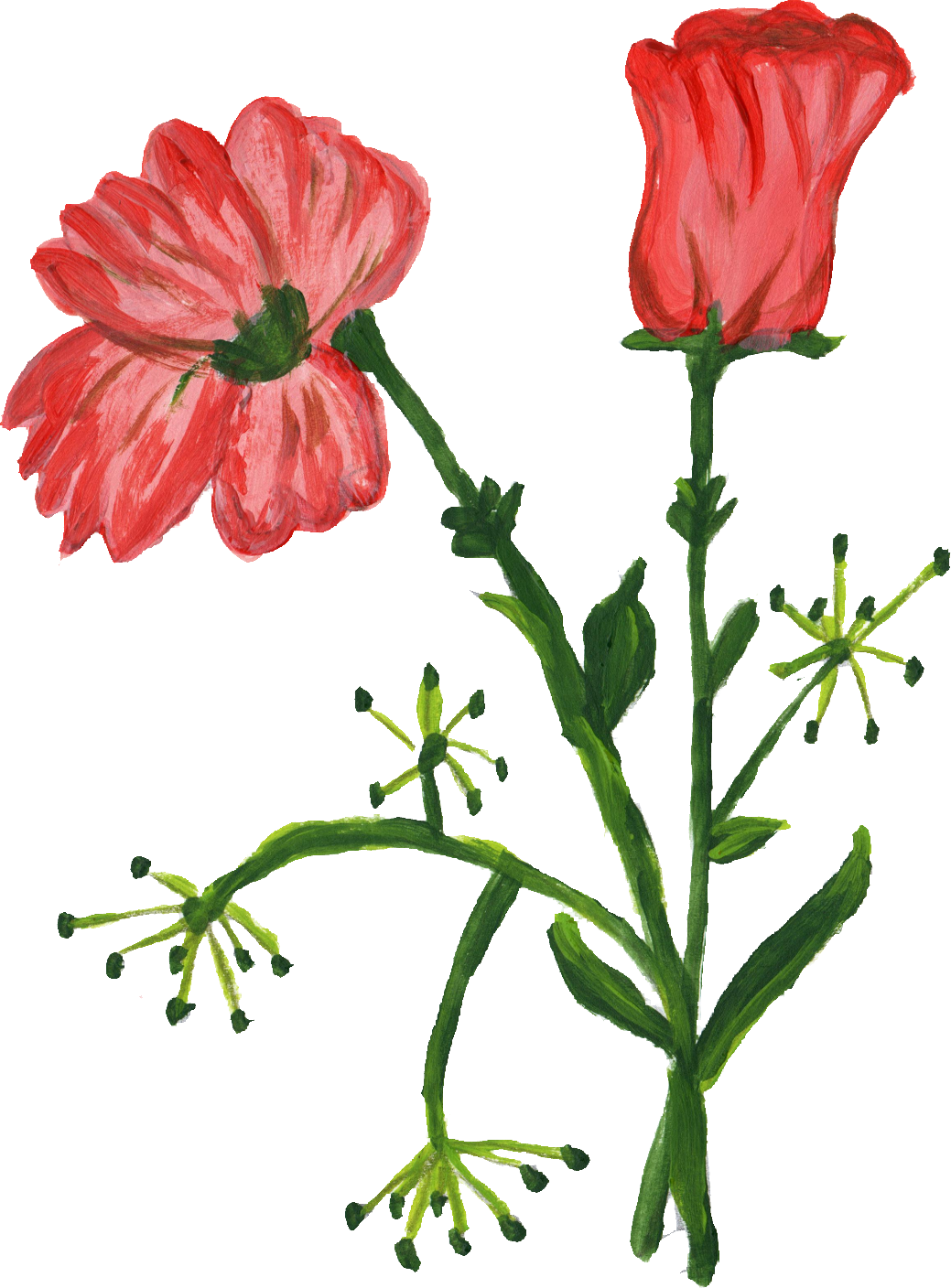 Free Download - Rose (1039x1408)