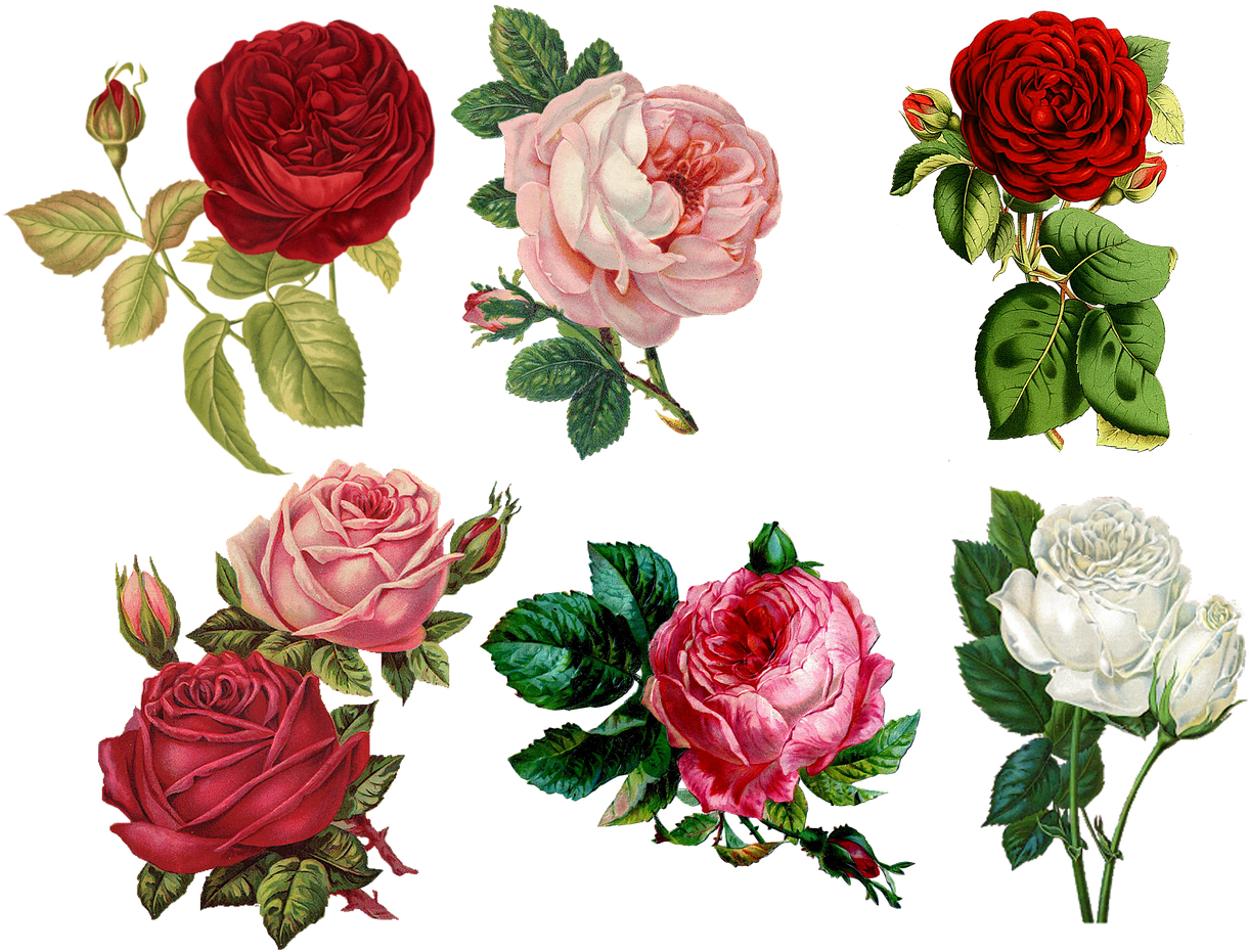 Birthday Cliparts Flowers 10, Buy Clip Art - Iphone 8 Wallpaper Floral (1280x1024)