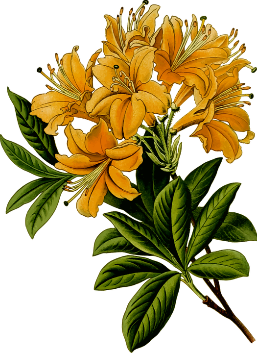 Art Pictures Flowers 10, Buy Clip Art - St. John's Wort - Herbal Flower Mugs (547x750)