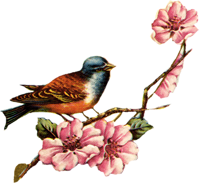 Drawn Lovebird Vintage Floral - Love Bird Vintage Png (672x619)