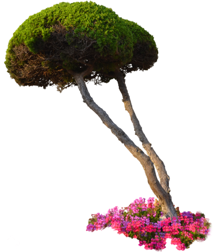 10 Plants & Flowers Png Images - Plants Landscape Png (727x1098)
