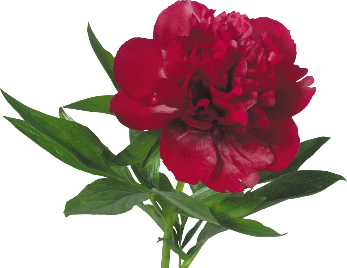 Peony Flower Bouquet Paeonia Mascula Tree Peonies - Peony Flower Bouquet Paeonia Mascula Tree Peonies (1200x926)