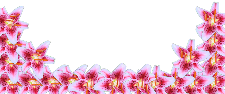 Flower Border Line 15, Buy Clip Art - Transparent Pink Flower Border (960x402)