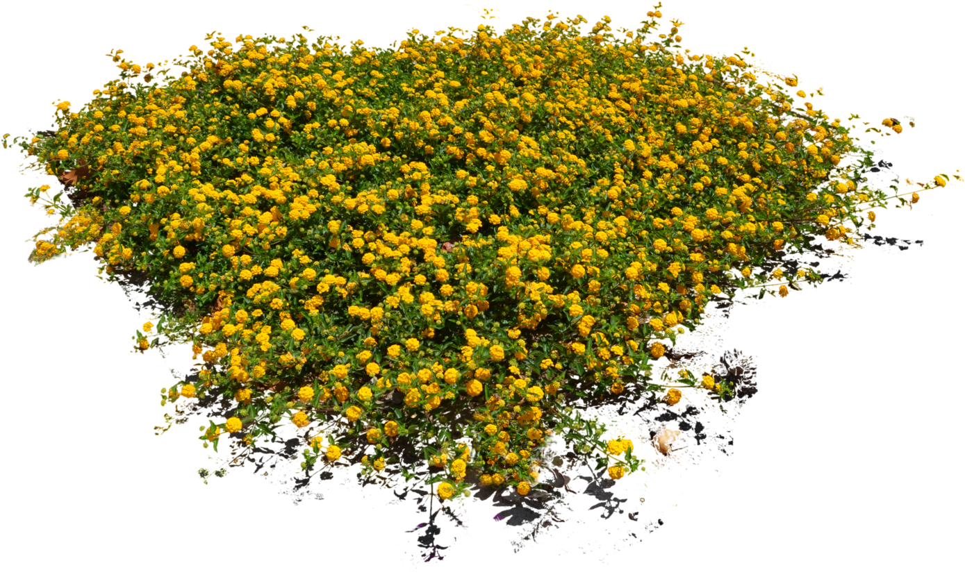 10 Free Plants & Flowers Png Images- - Flower Bush Png (1600x1060)