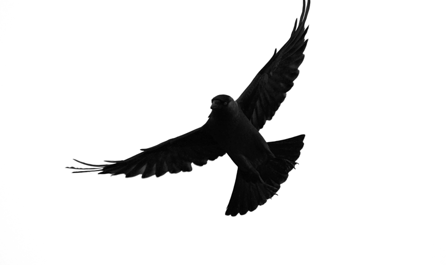 Jackdaw By Frankandcarystock - Jackdaw Png (900x535)