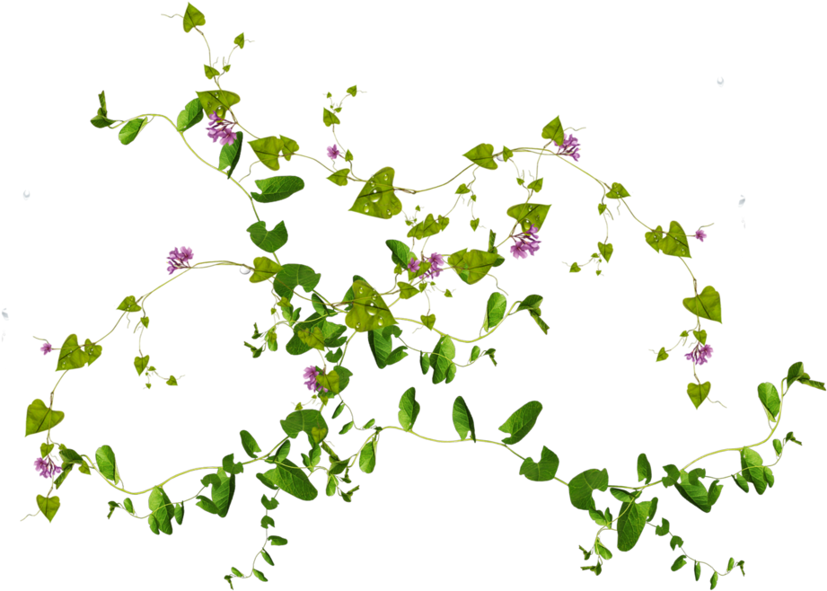 Flowers On Brick Wall, - Plants Flowers Png (1024x746)