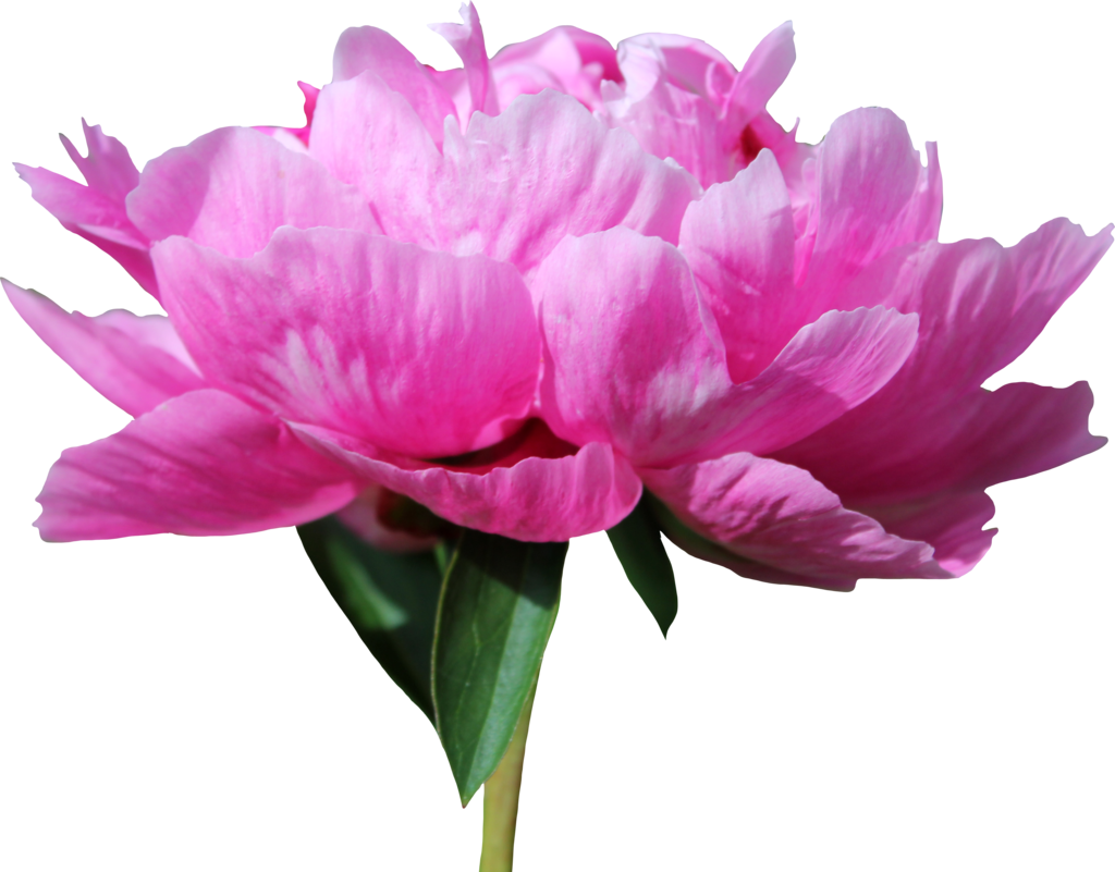 Peony Png 12 By Thy Darkest Hour - Peony Transparent Png (1024x801)