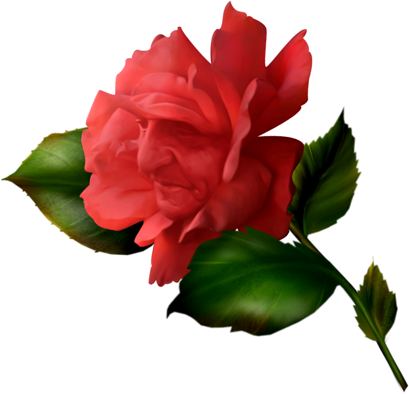 Snow White Garden Roses Centifolia Roses Beach Rose - Snow White Garden Roses Centifolia Roses Beach Rose (866x828)