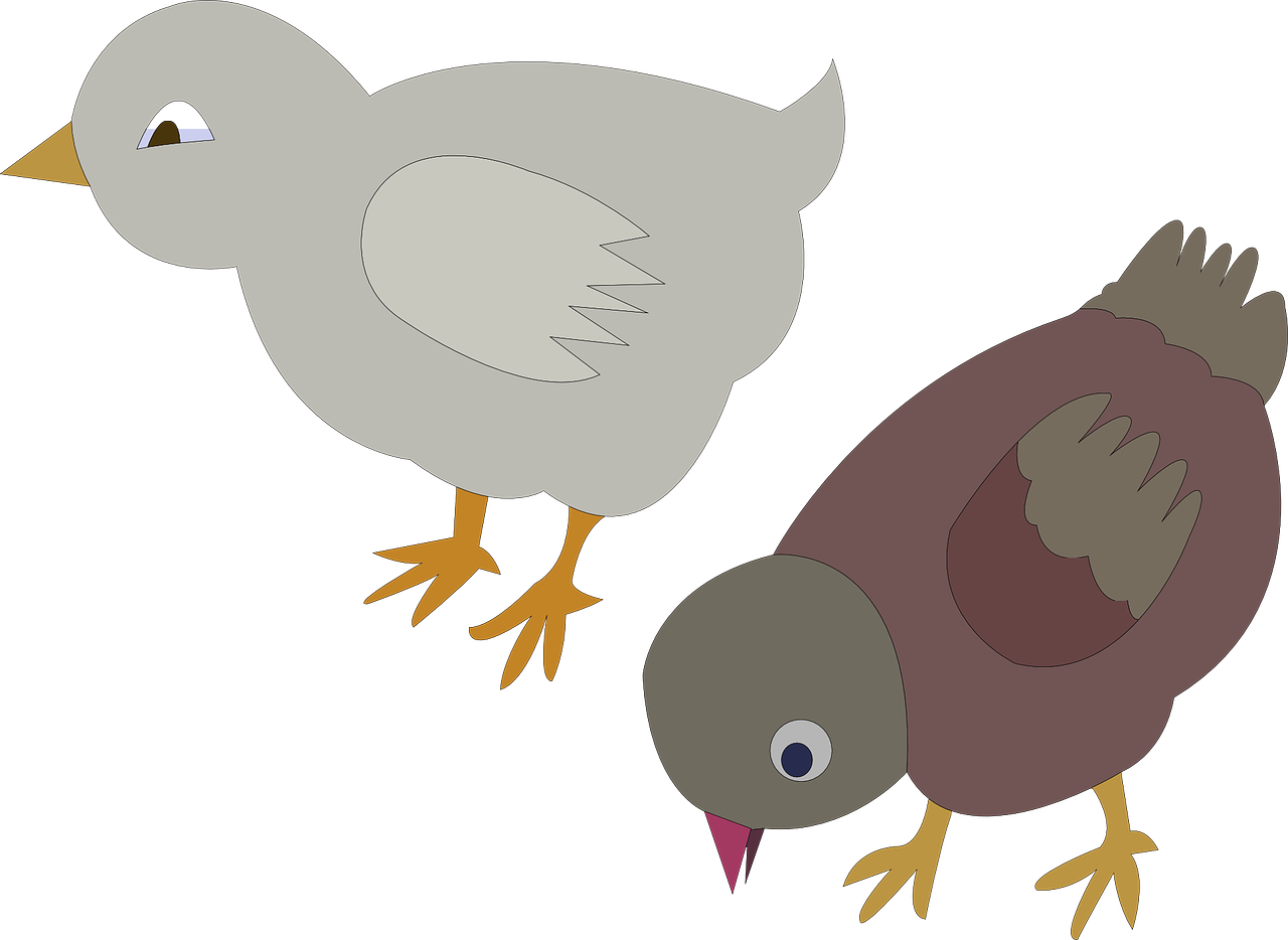 Pigeons Doves Poultry Chicken Png Image - Gambar Anak Ayam Kartun (1280x934)