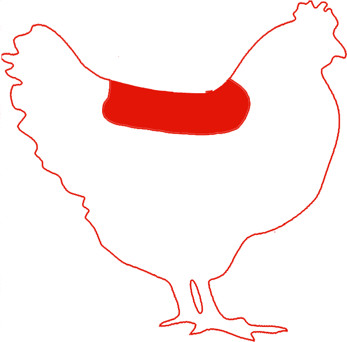 Chicken Spine - Chicken (1051x757)
