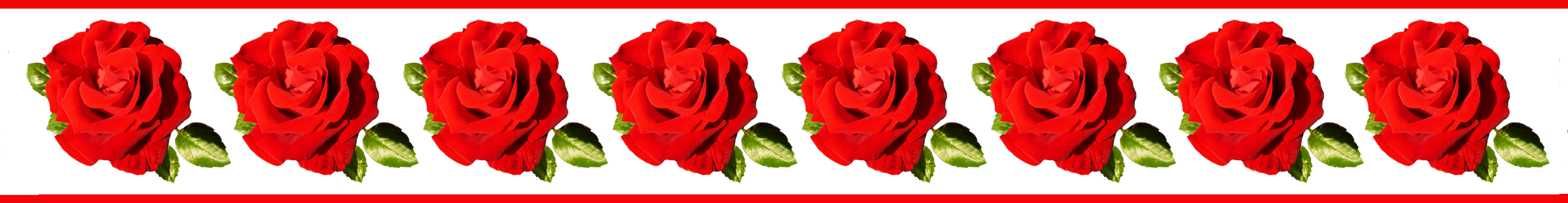 Rose Flower Borders Png - Rose (2733x354)
