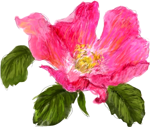 Japanese Camellia Icon - Japanese Camellia Icon (800x613)