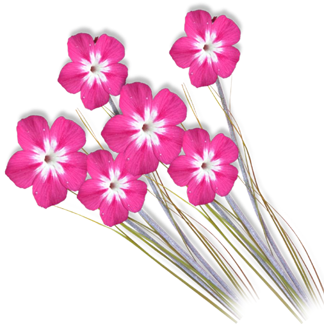 Photoshop Clipart High Resolution - Png Clipart For Photoshop (640x640)