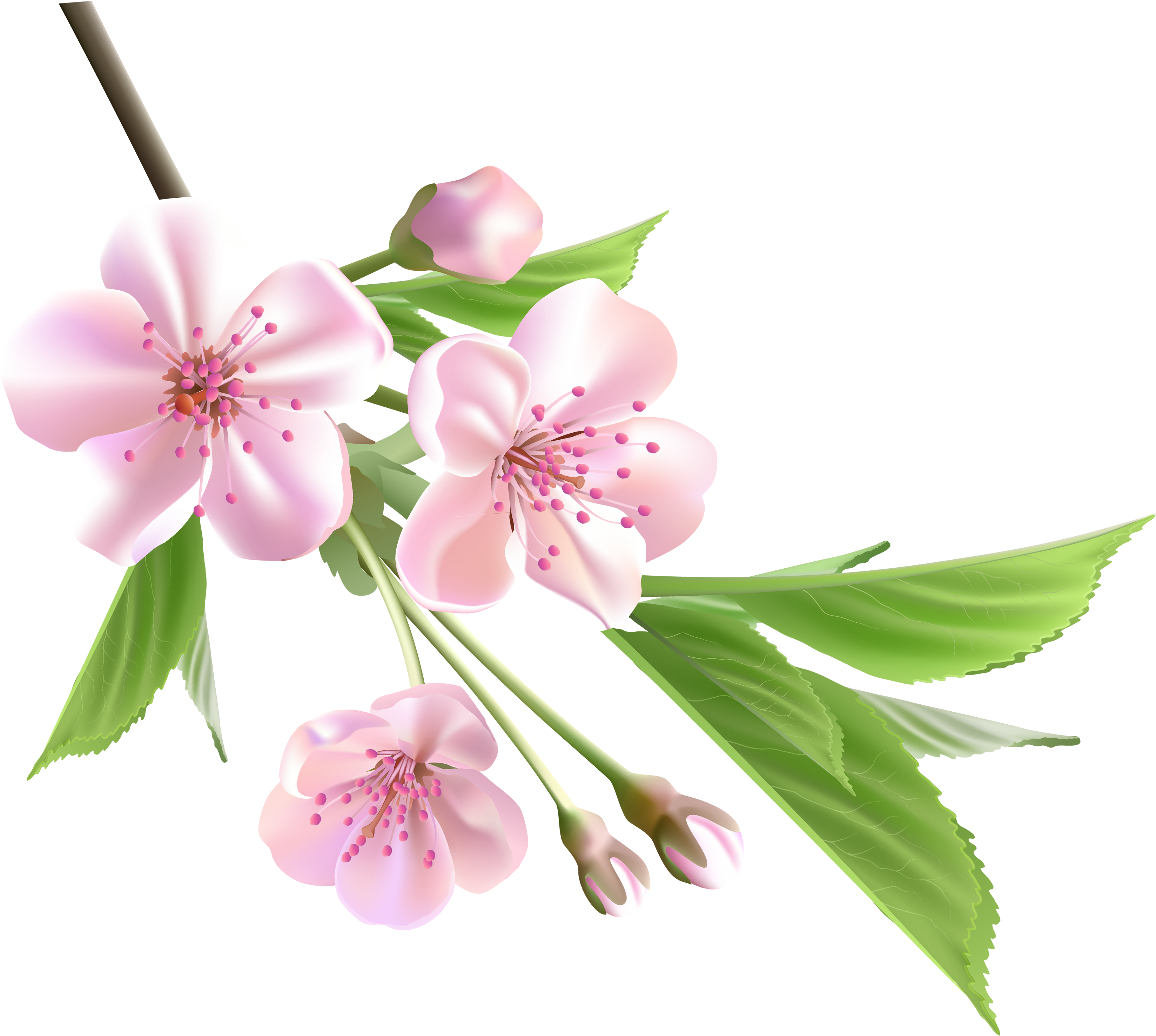 Flowering Branch Cliparts - Spring Flower Png (3351x3224)