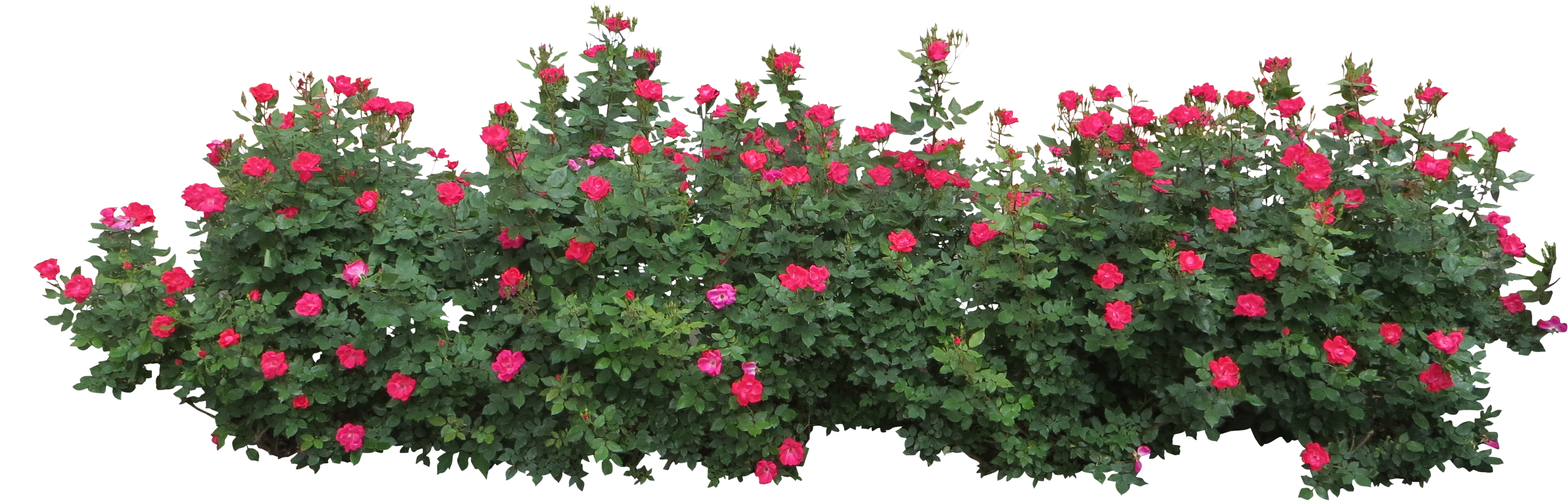 Hedges Clipart Flower Bush - Flower Bush Png (3541x3541)