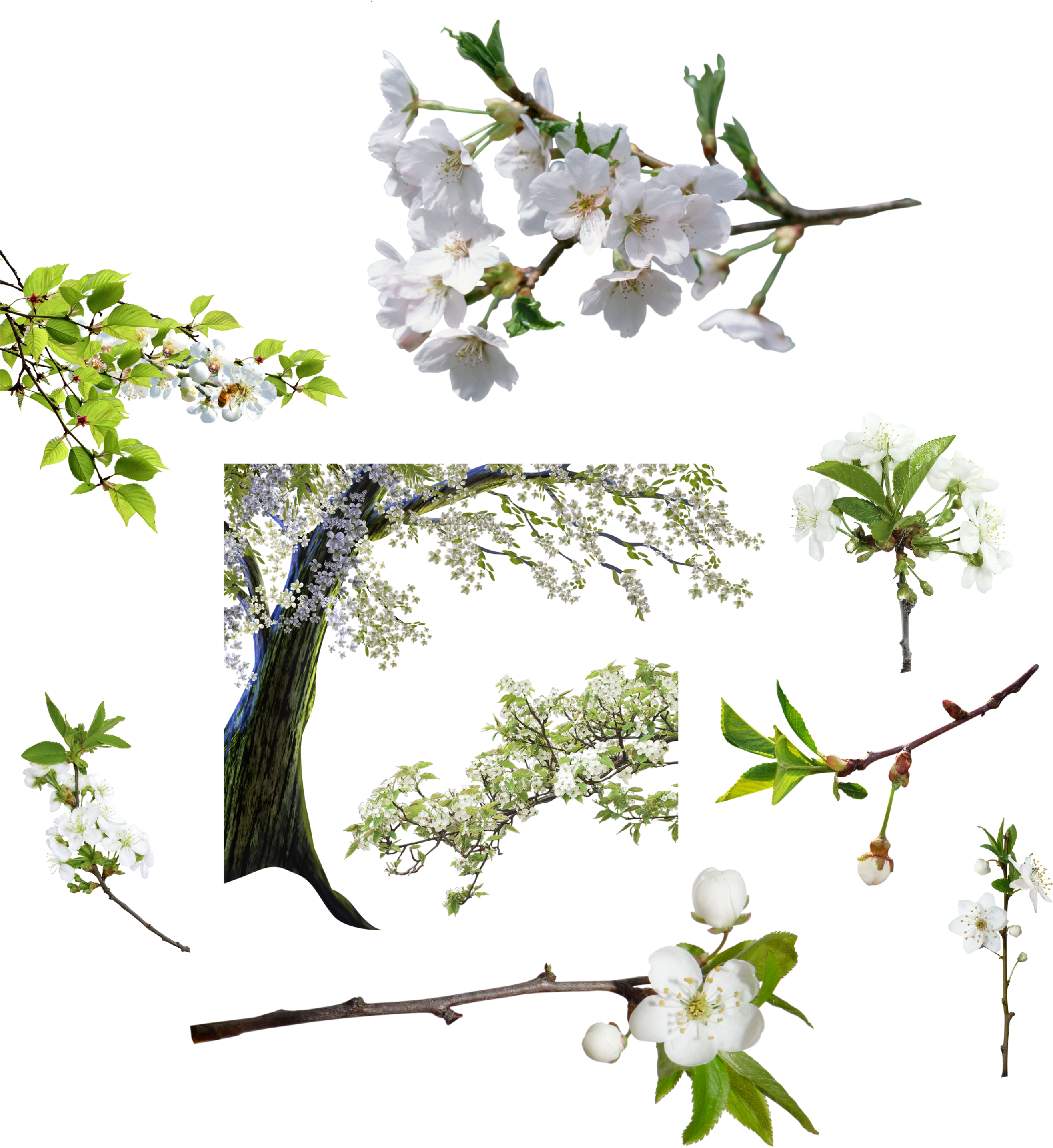 Arbol De Flores Blancas Png By Nayareth - Grateful Gnome - Hummingbird Feeder - Hand Blown Glass (2759x2960)