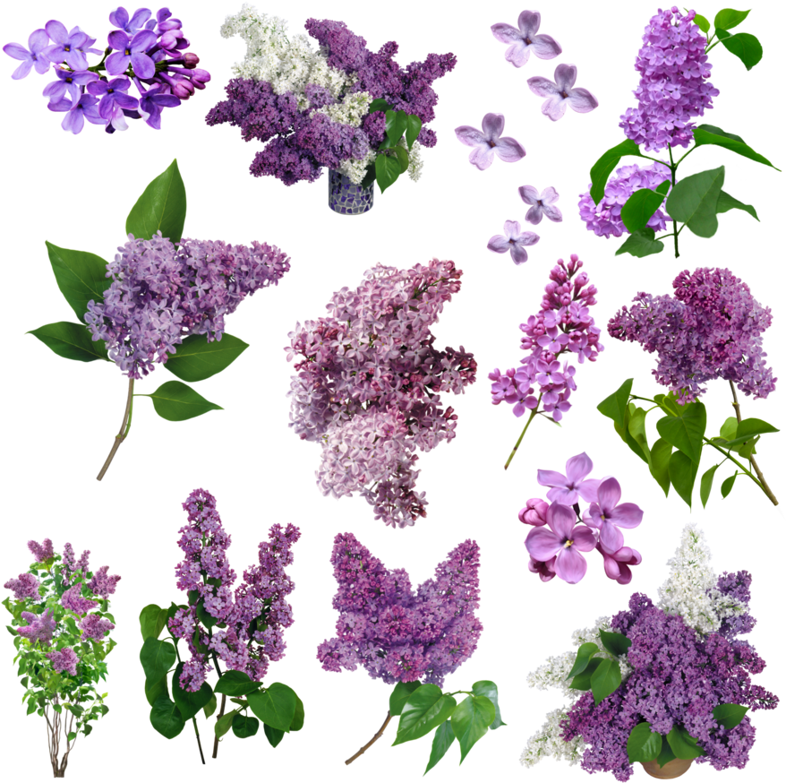 Flores Lilas Png By Nayareth - Grandma Kelso's Fine Fragrances Lilac Scented Soy Candle (894x894)