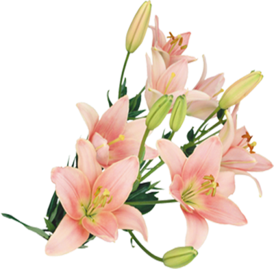 Flowers Psd, Vectors - M.d.c.n. Xxii Art Print - Mini By Nikola Nupra (400x392)