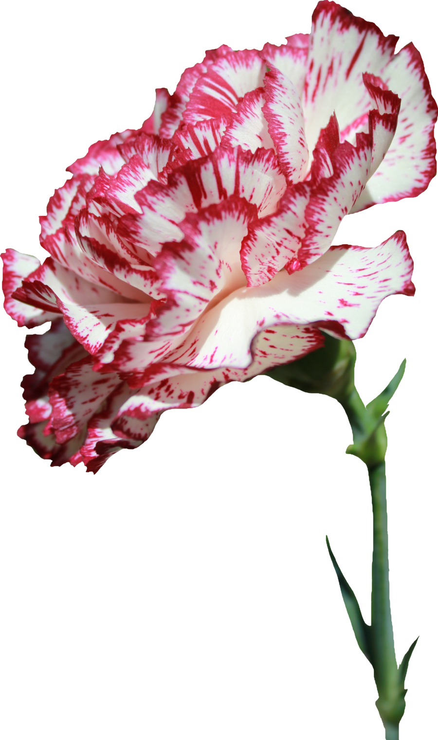 Carnation Png 02 By Thy Darkest Hour - Carnation (900x1521)