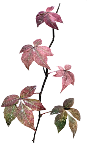 Feuilles - Tube Branches Automne Png (313x500)