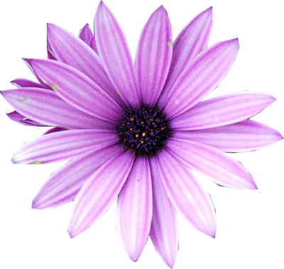 Purple Flower Psd, Vector Images - Flor Morada En Png (400x378)